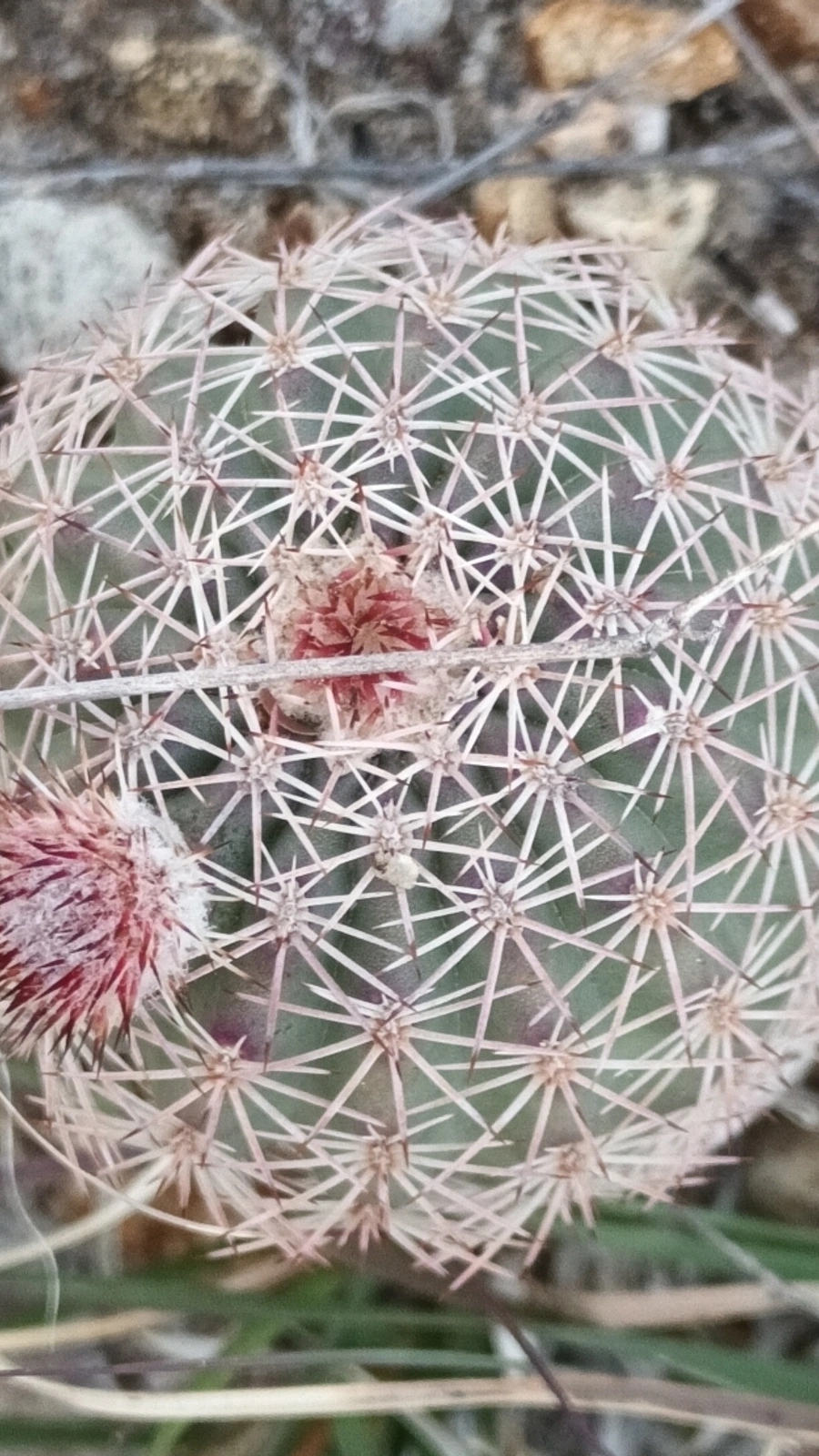 Echinocereus pseudopectinatus