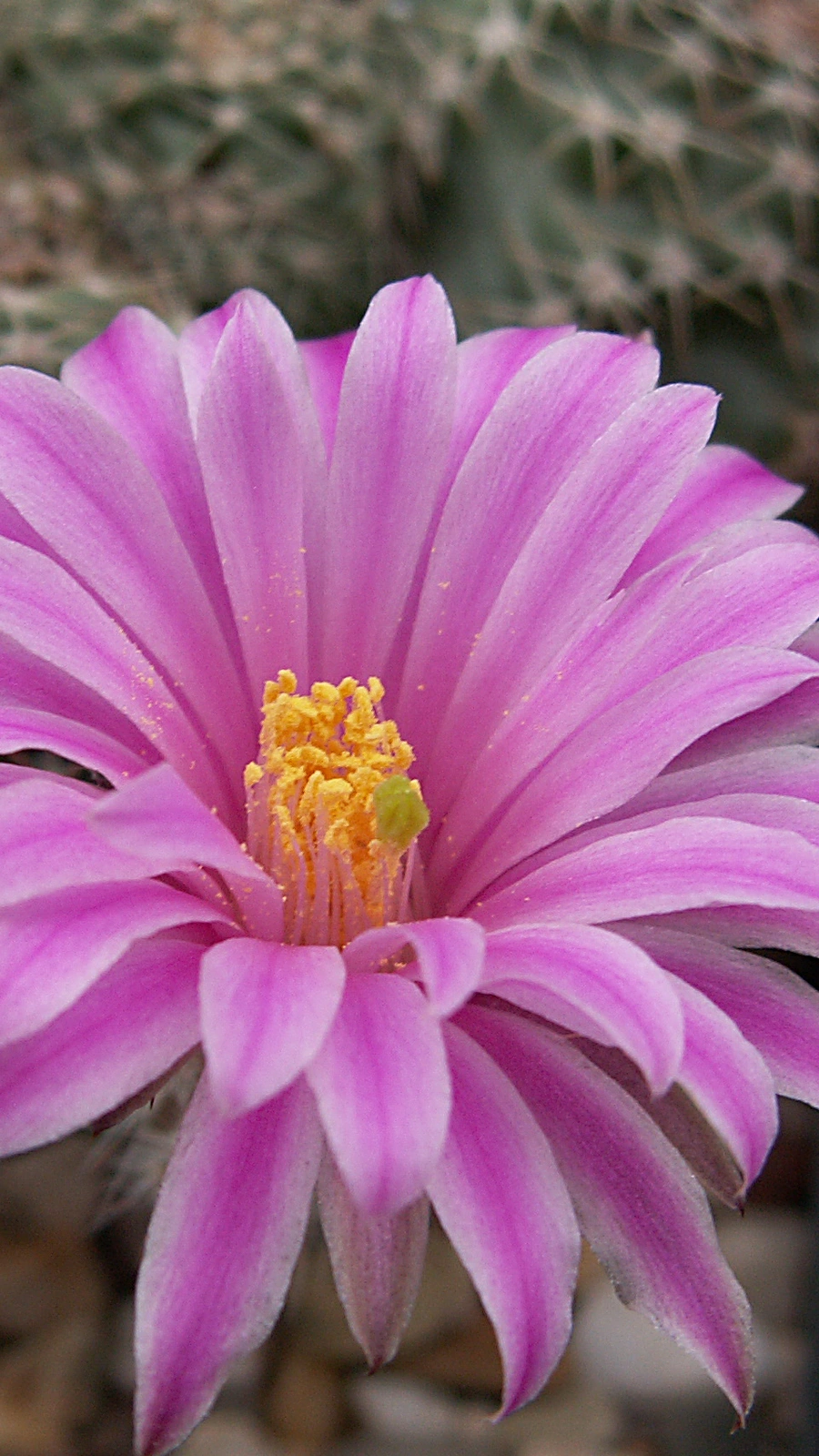Echinocereus pulchellus