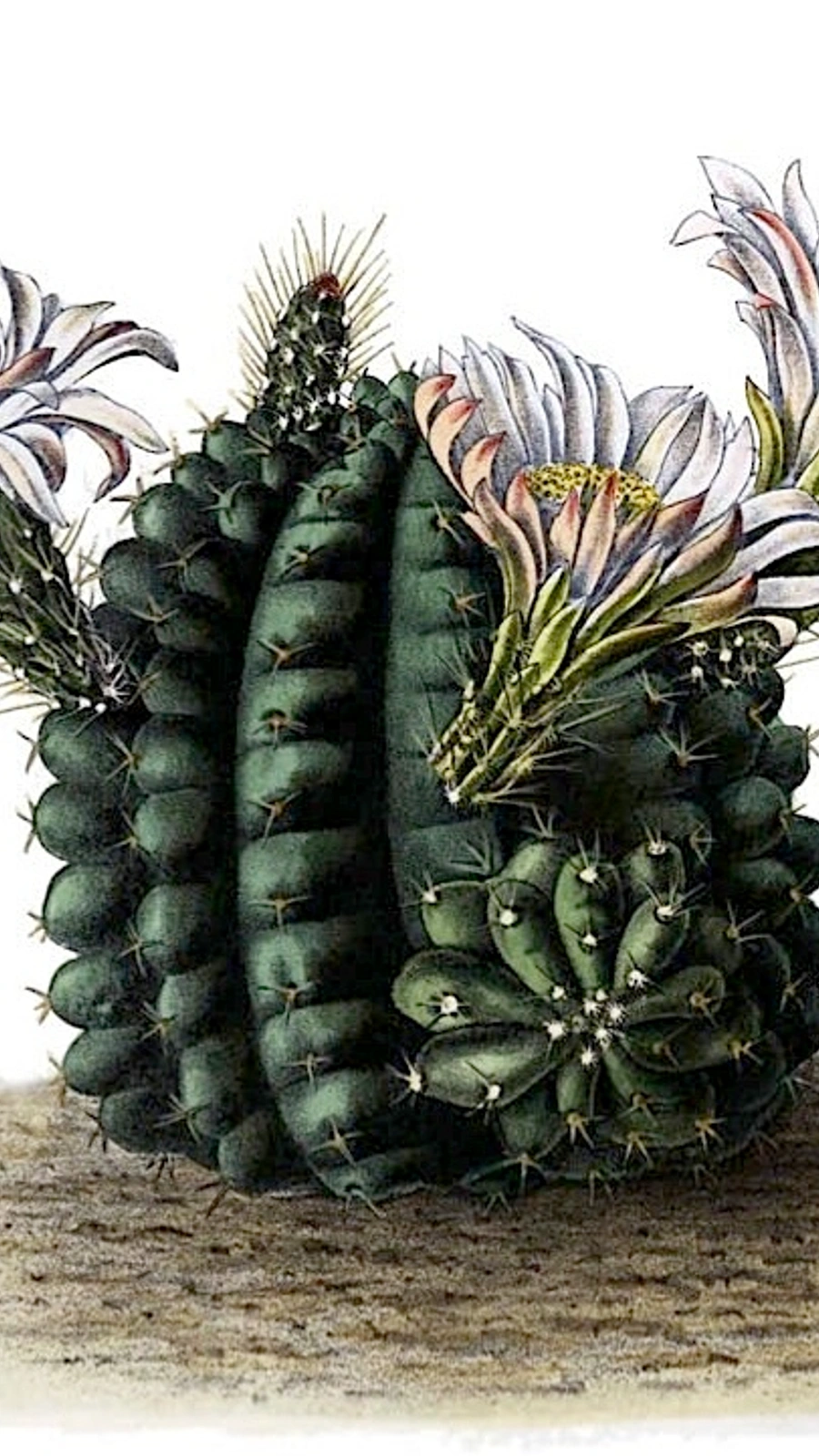Echinocereus pulchellus