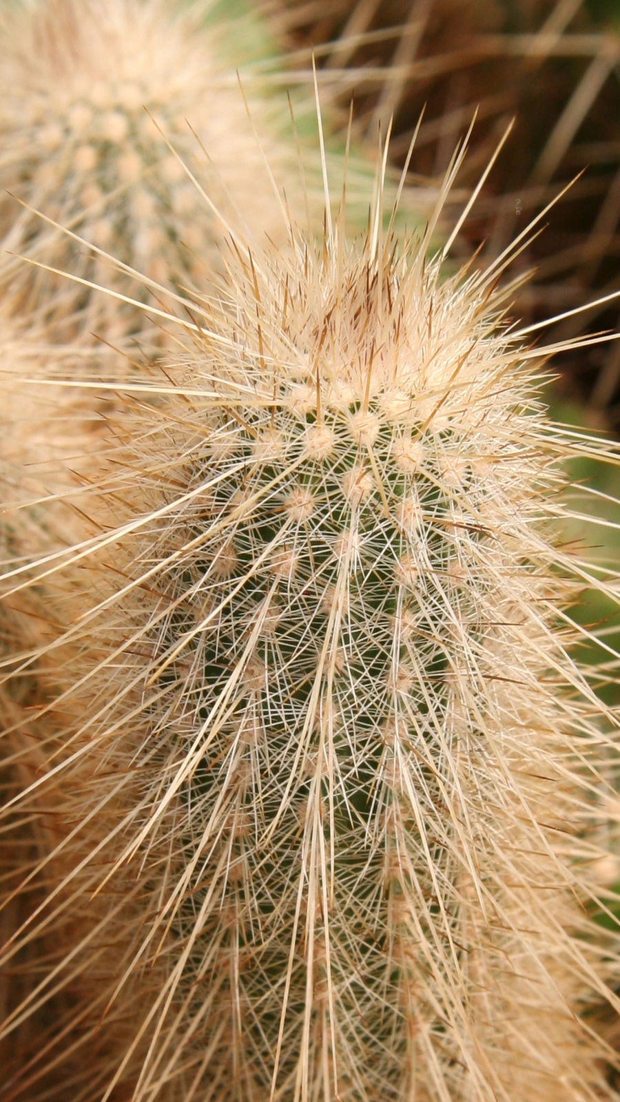 Echinocereus rayonesensis
