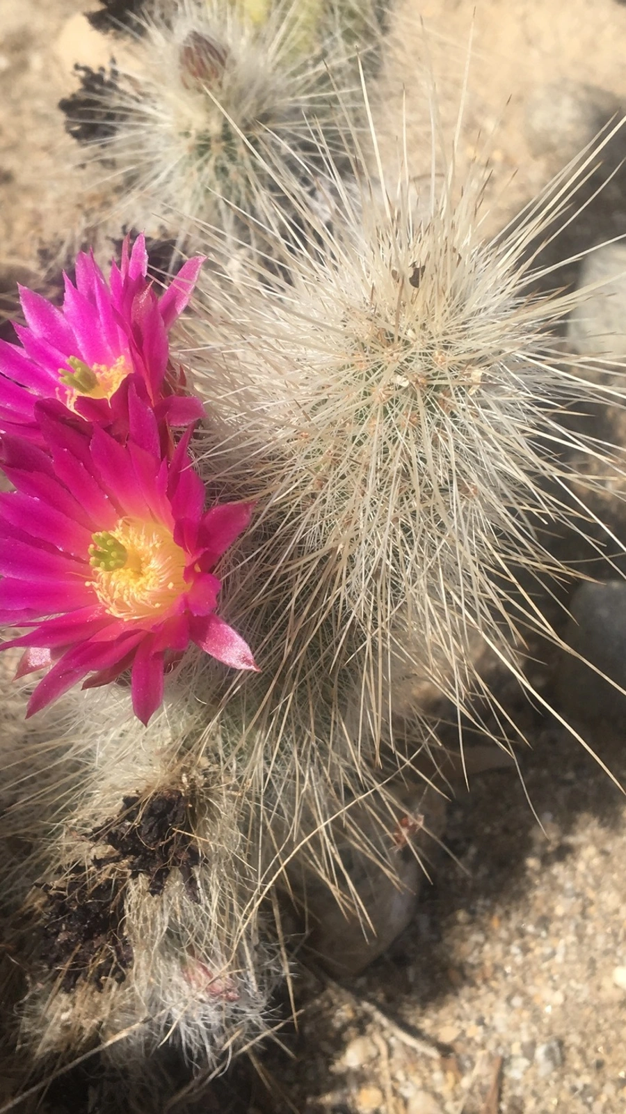 Echinocereus rayonesensis