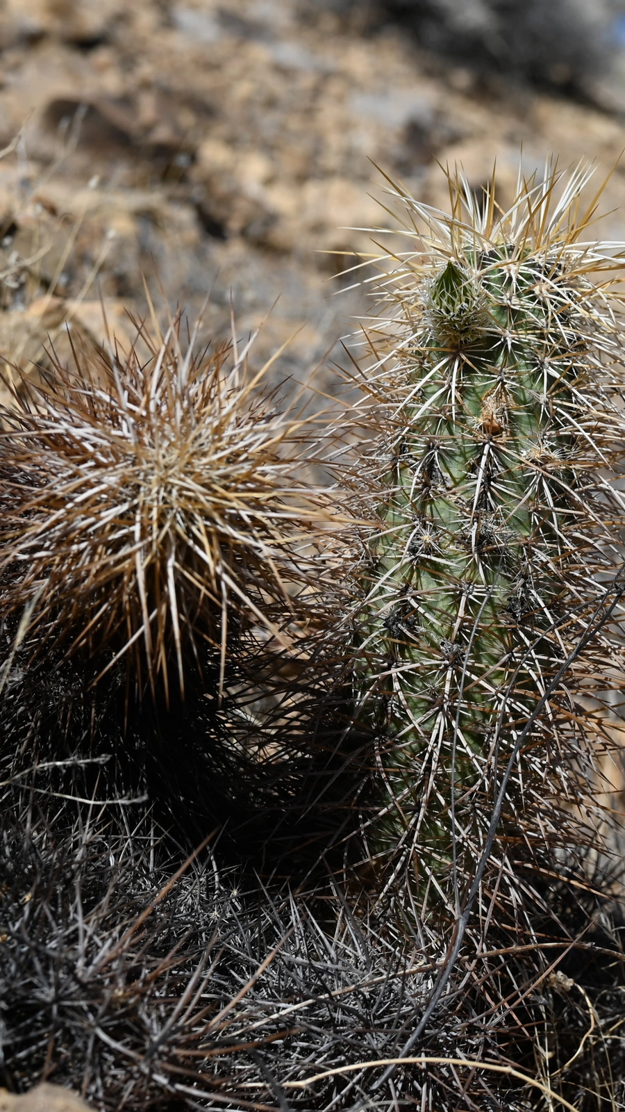 Echinocereus relictus