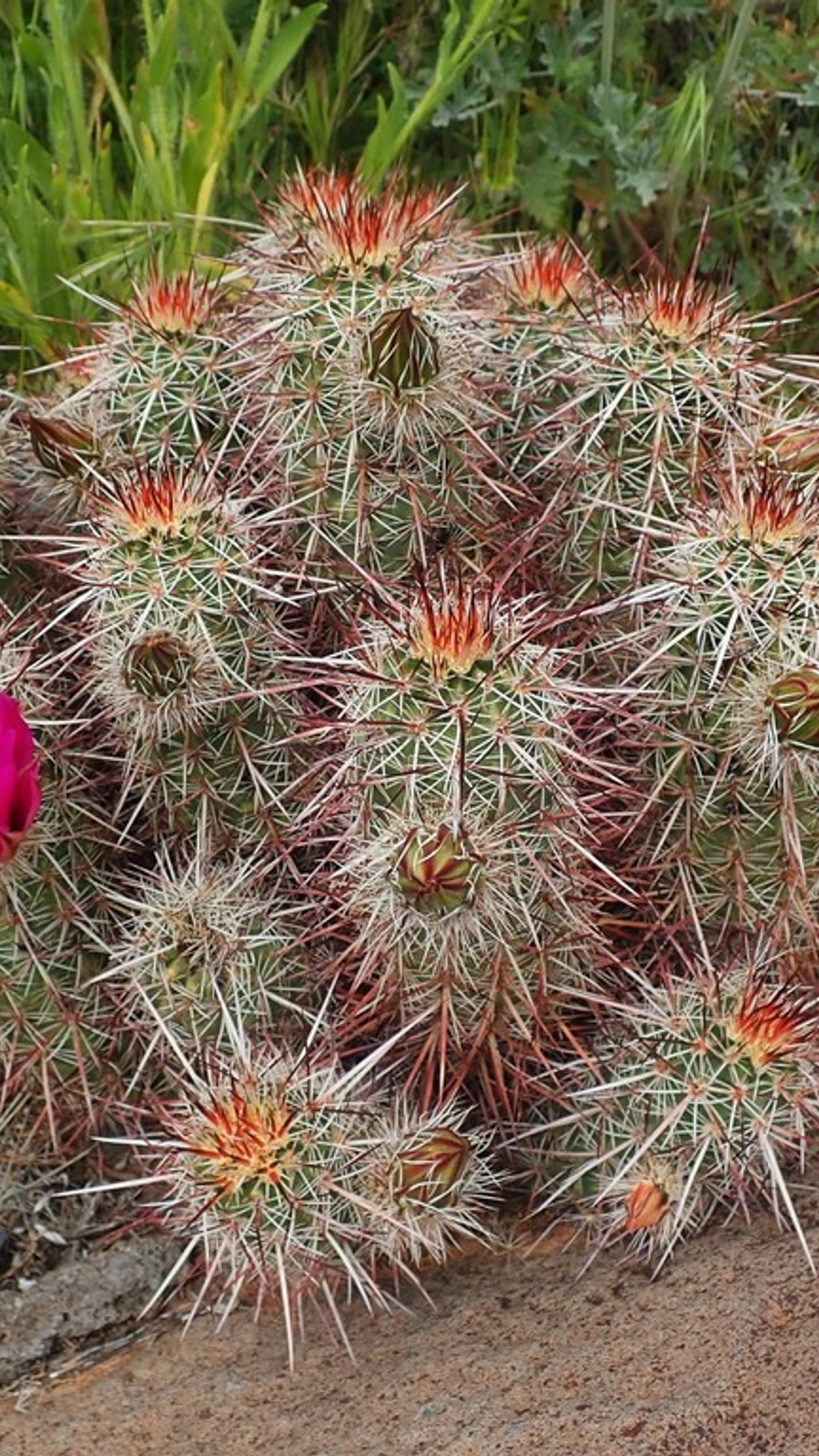 Echinocereus relictus