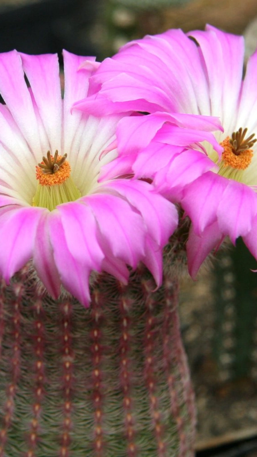 Echinocereus rigidissimus