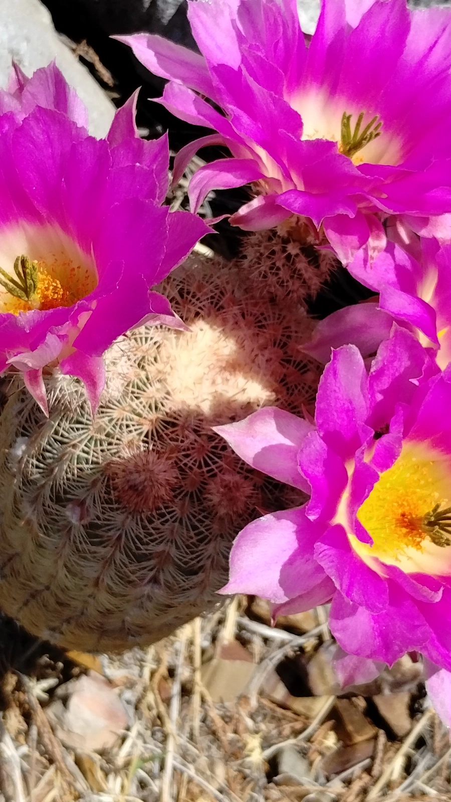Echinocereus rigidissimus