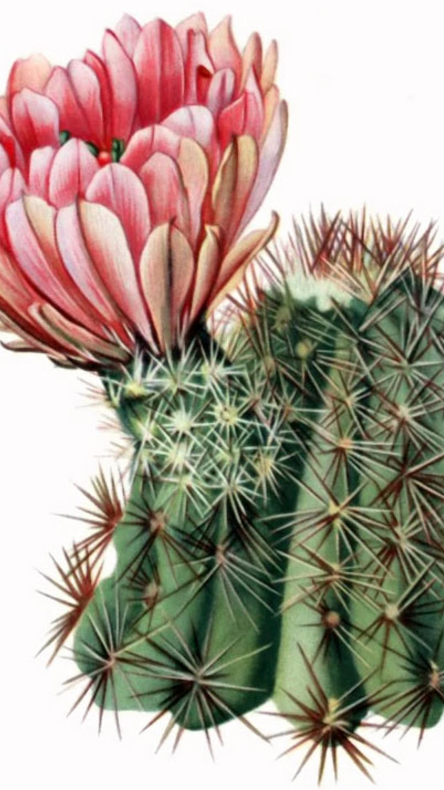 Echinocereus × roetteri