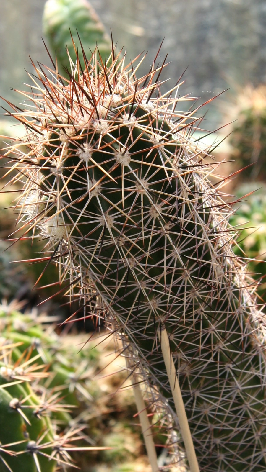 Echinocereus × roetteri