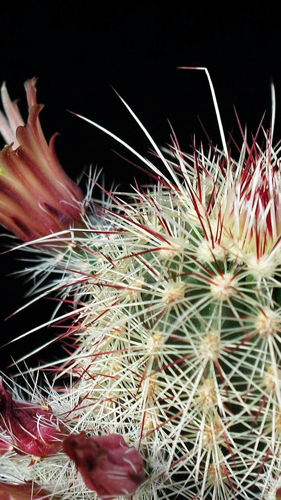 Echinocereus russanthus