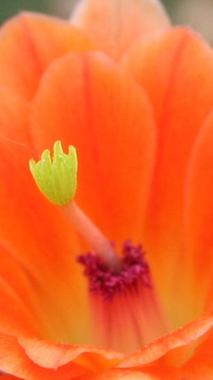Echinocereus salm-dyckianus