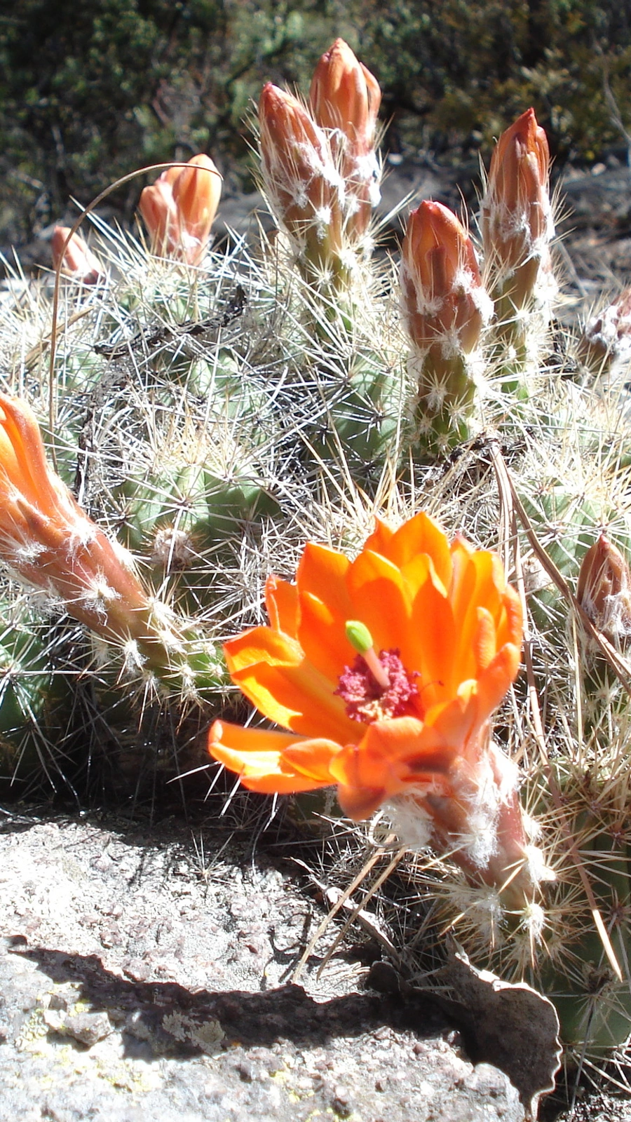 Echinocereus salm-dyckianus