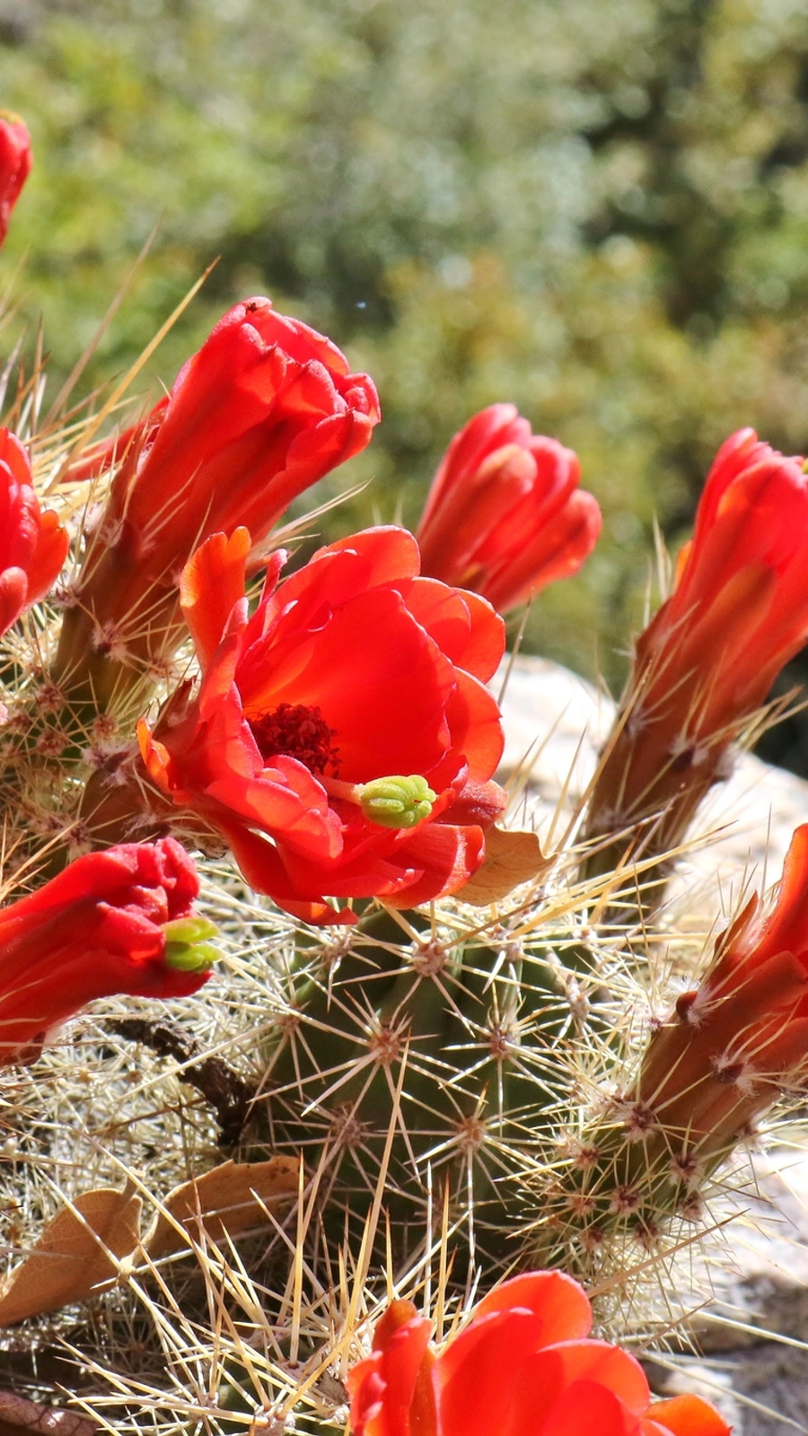 Echinocereus santaritensis