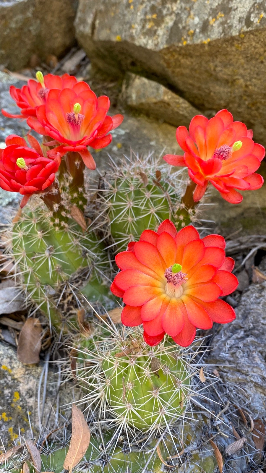 Echinocereus santaritensis