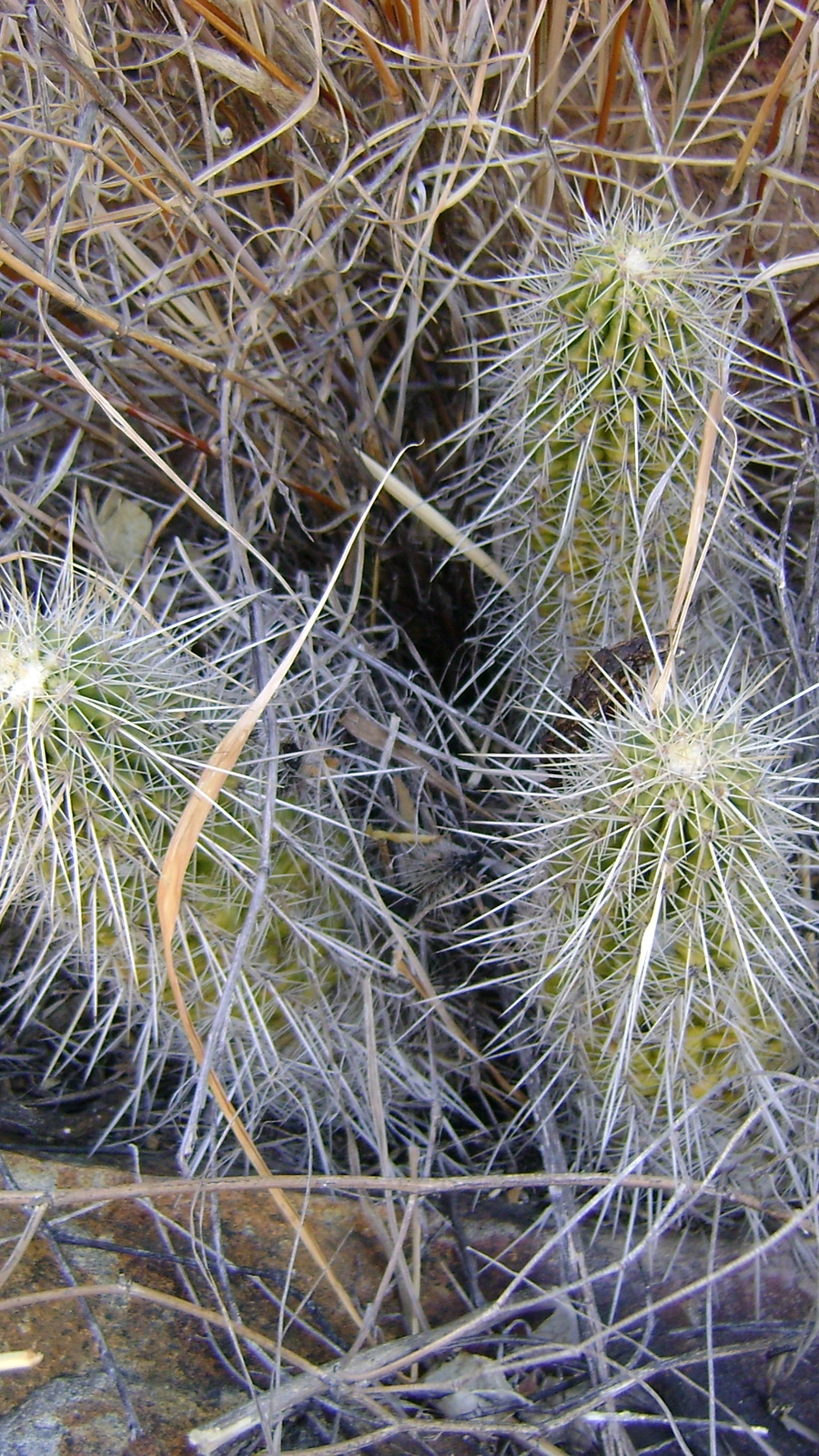 Echinocereus schereri