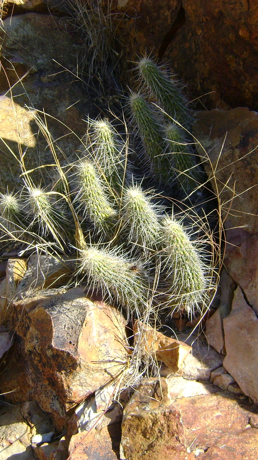 Echinocereus schereri