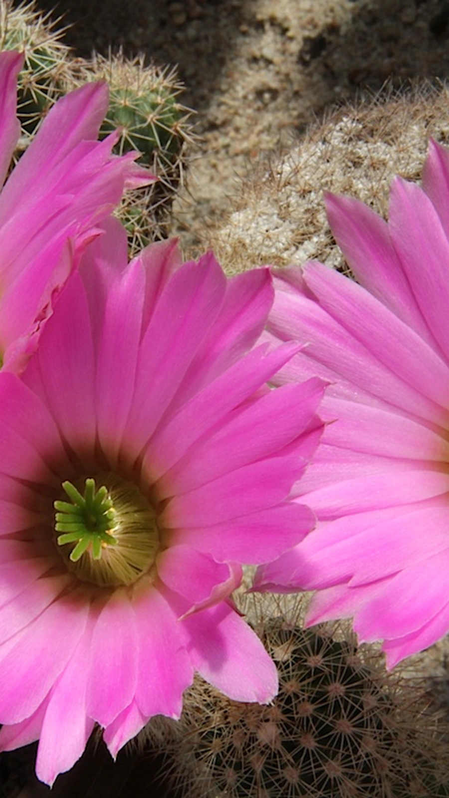 Echinocereus sciurus