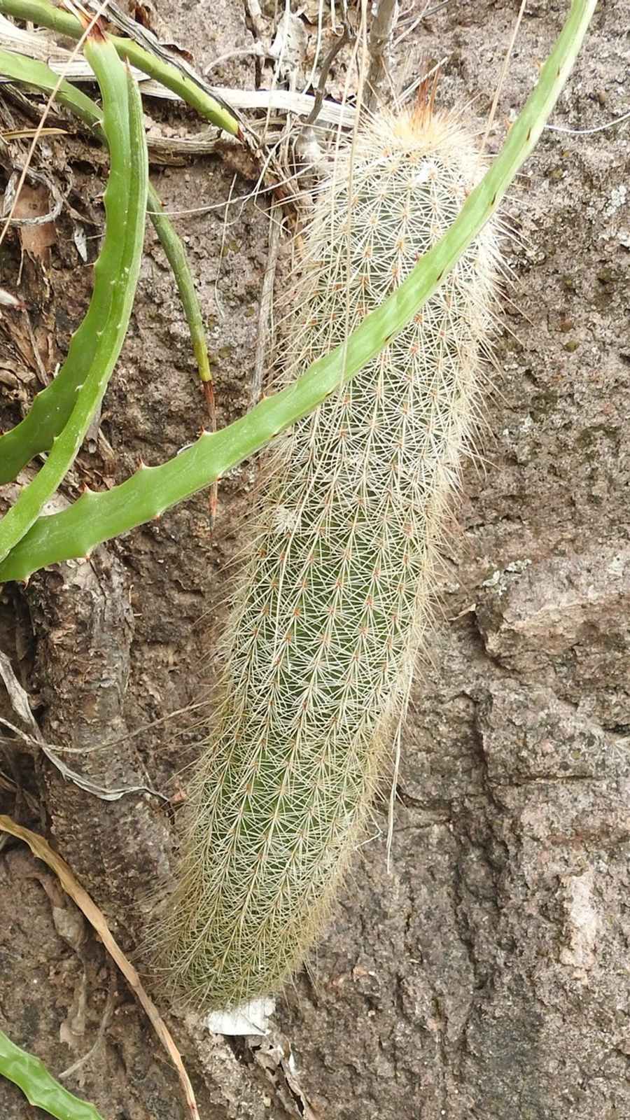 Echinocereus sciurus