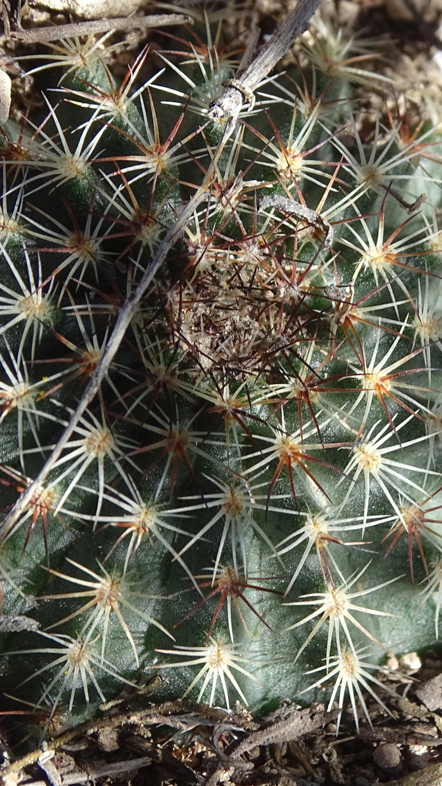 Echinocereus sharpii