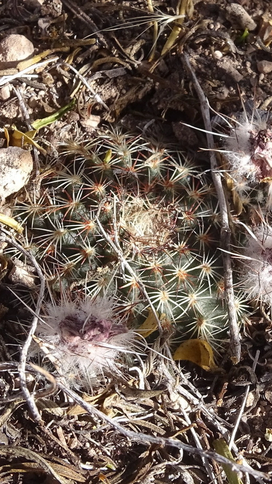 Echinocereus sharpii