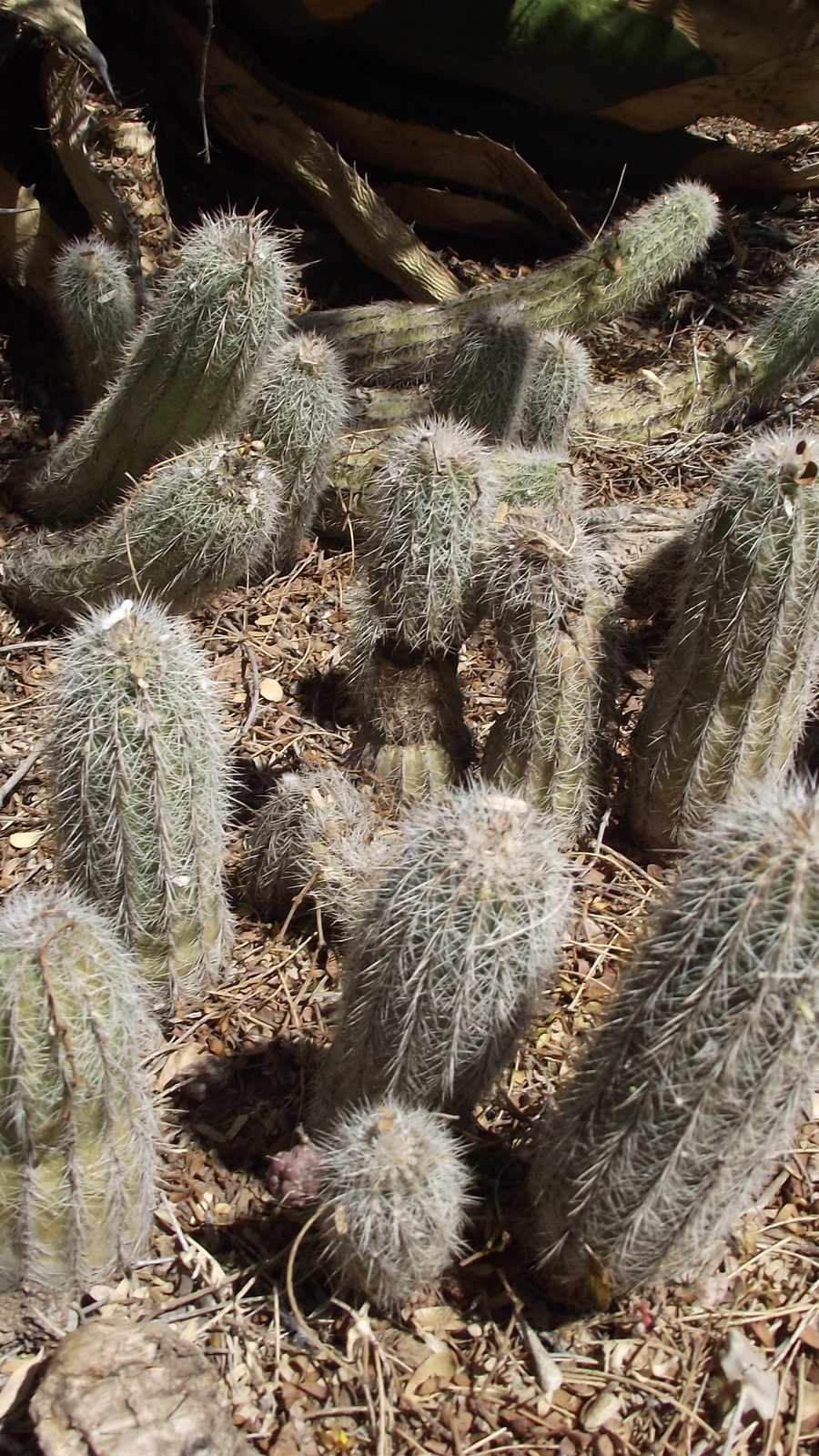 Echinocereus stoloniferus
