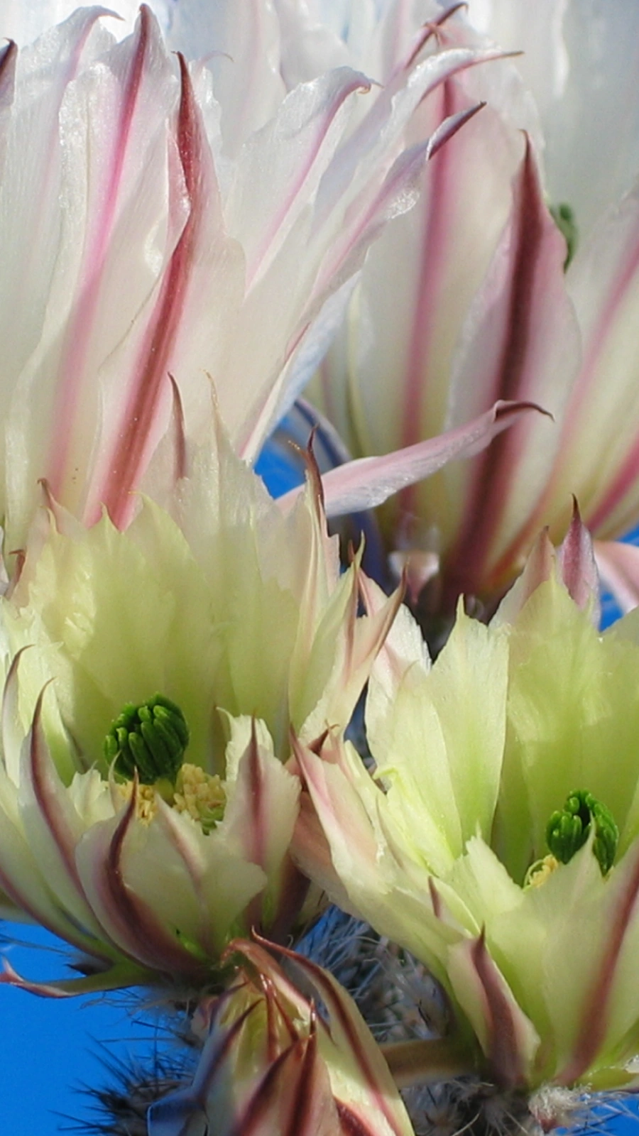Echinocereus waldeisii