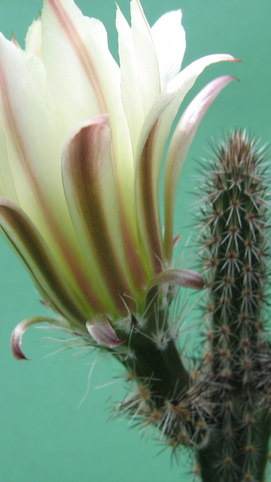 Echinocereus waldeisii