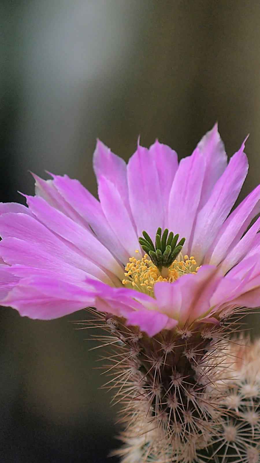 Echinocereus websterianus