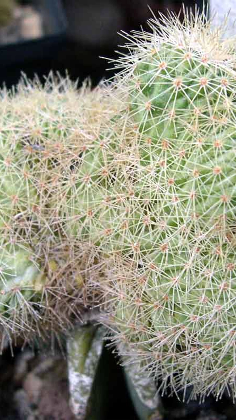 Echinocereus websterianus