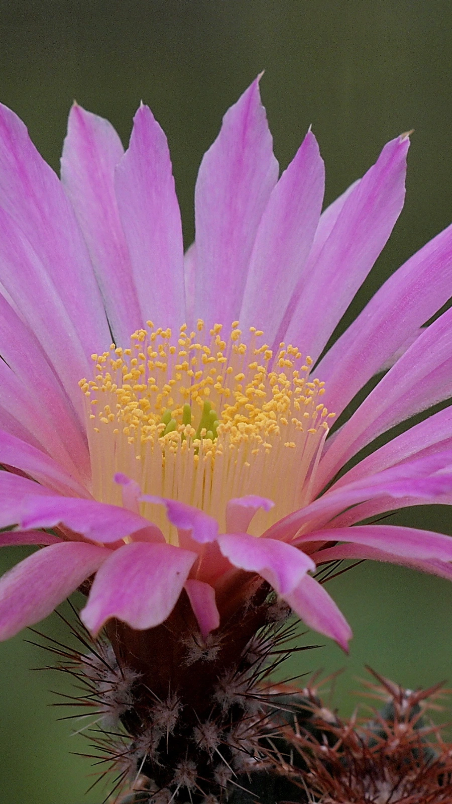 Echinocereus weinbergii