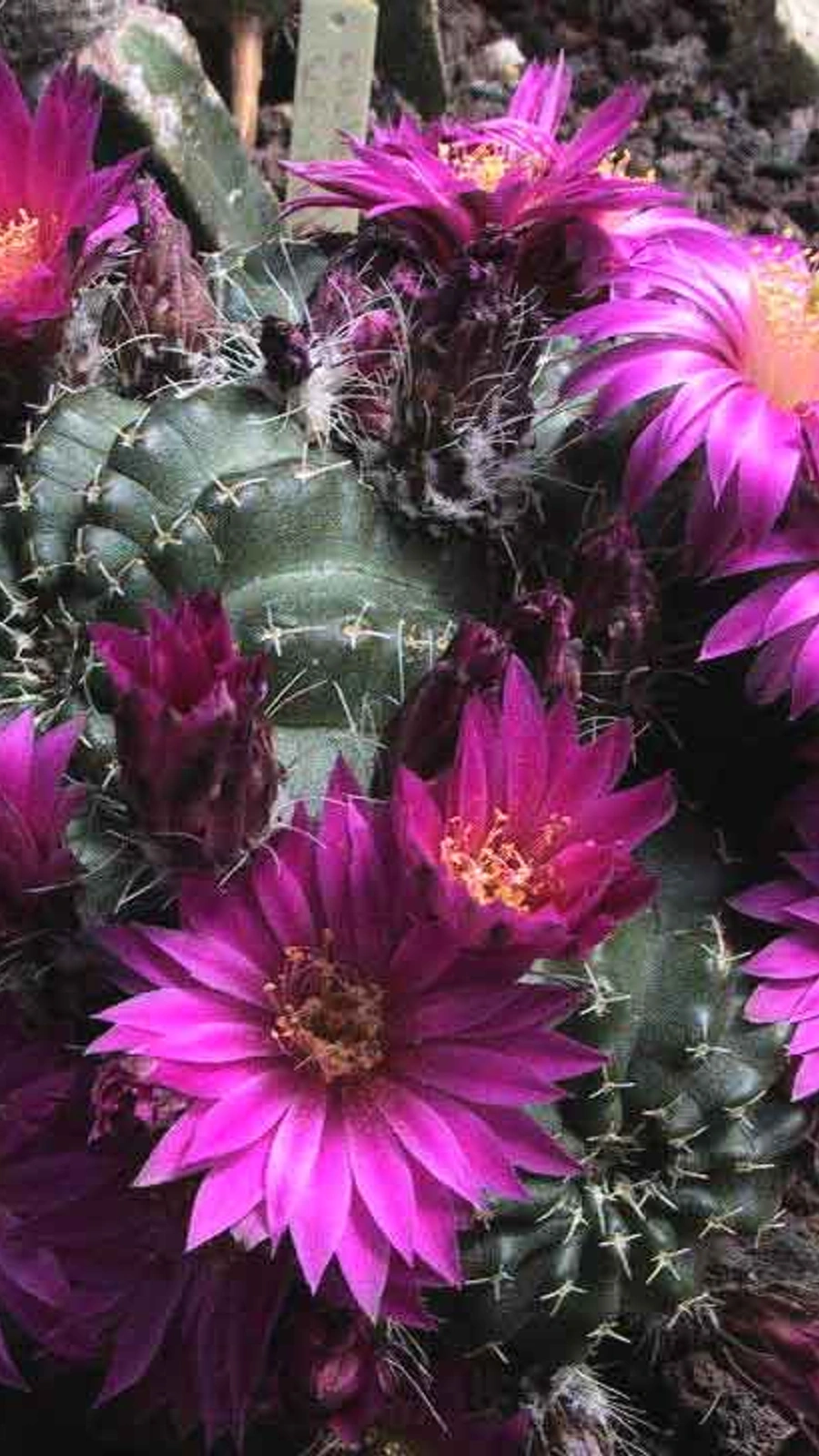 Echinocereus weinbergii