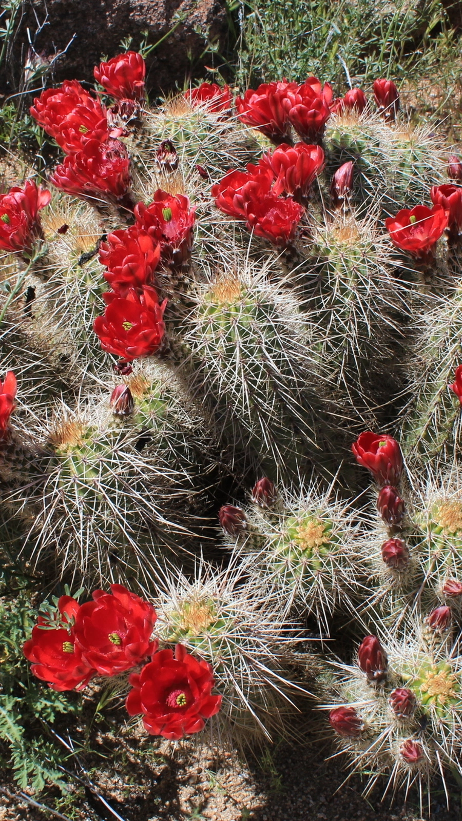 Echinocereus yavapaiensis