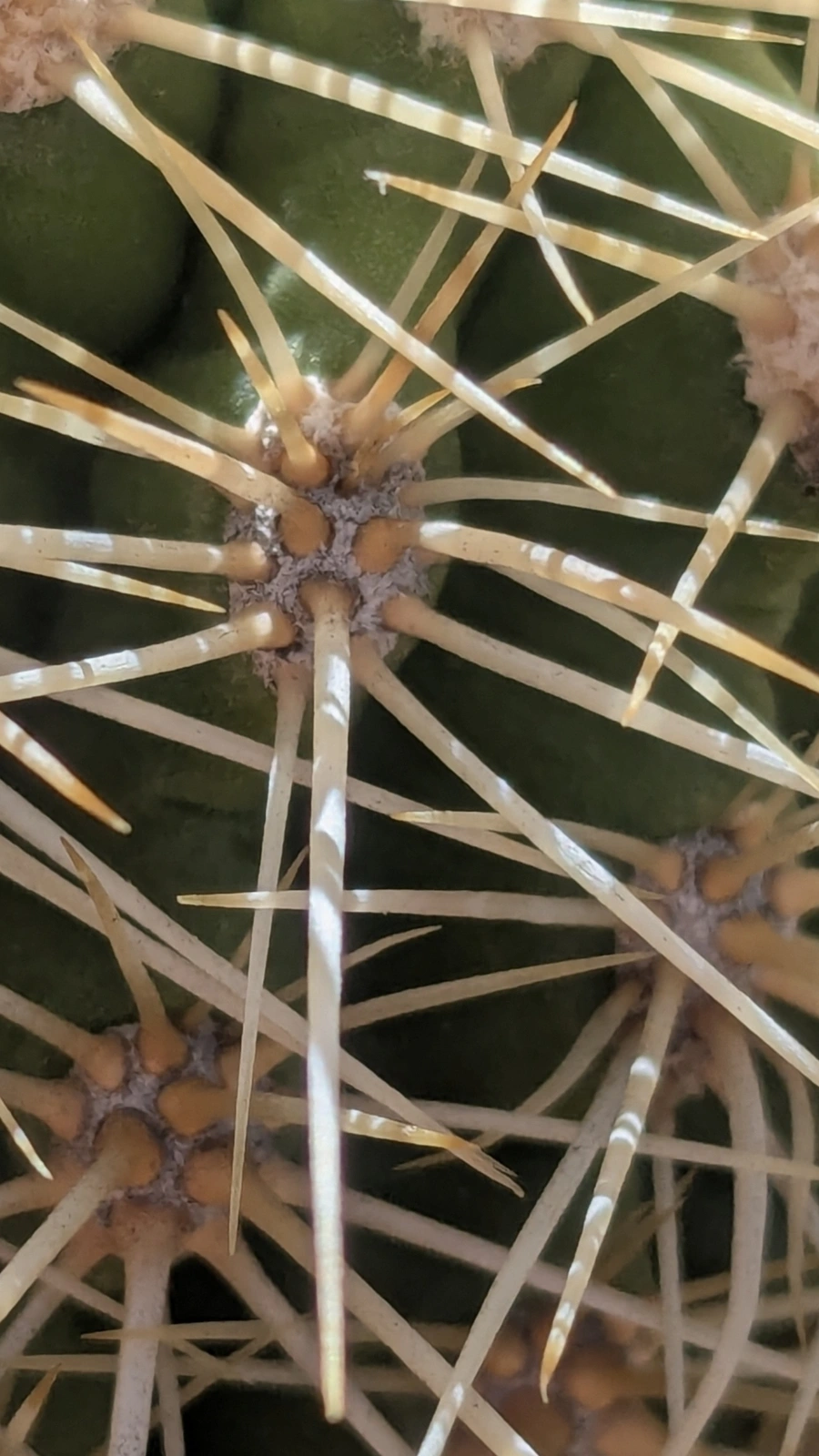 Echinocereus yavapaiensis