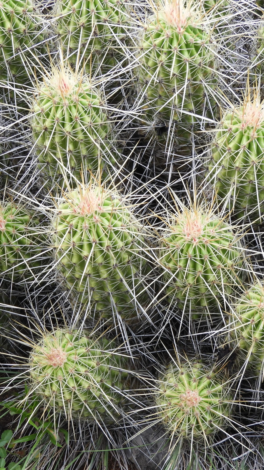Echinocereus zapalinamensis
