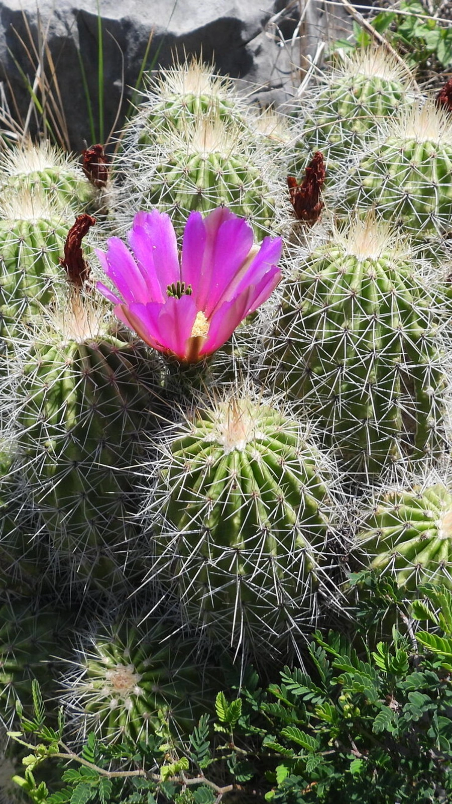 Echinocereus zapalinamensis