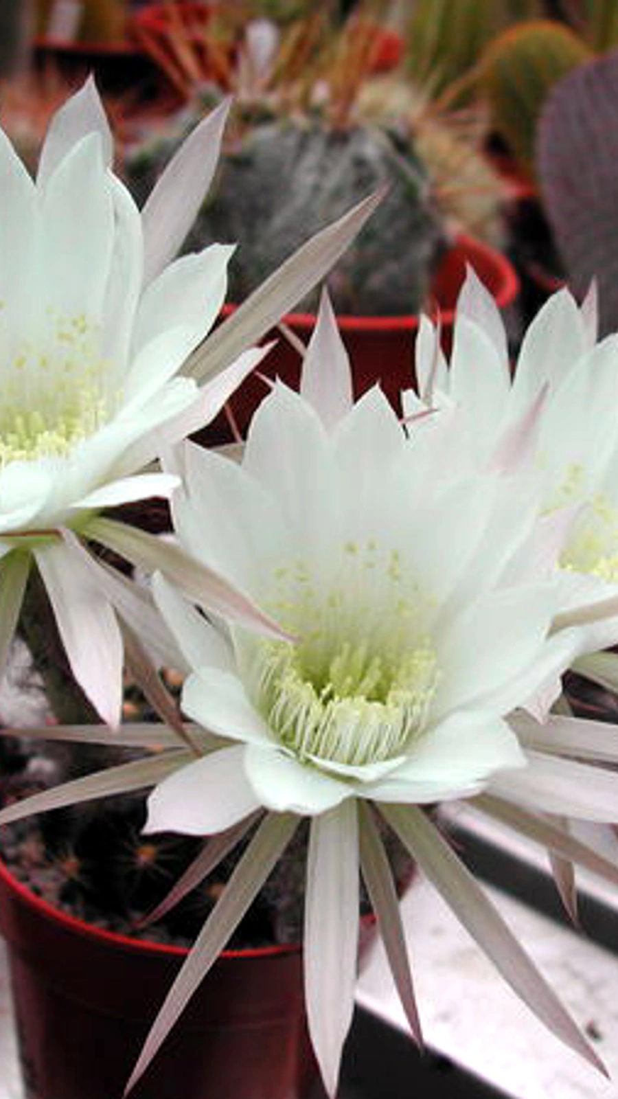 Echinopsis ancistrophora
