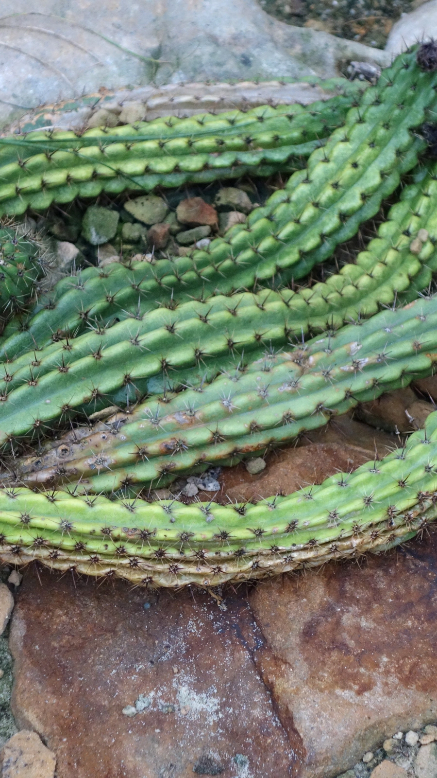 Echinopsis angelesiae