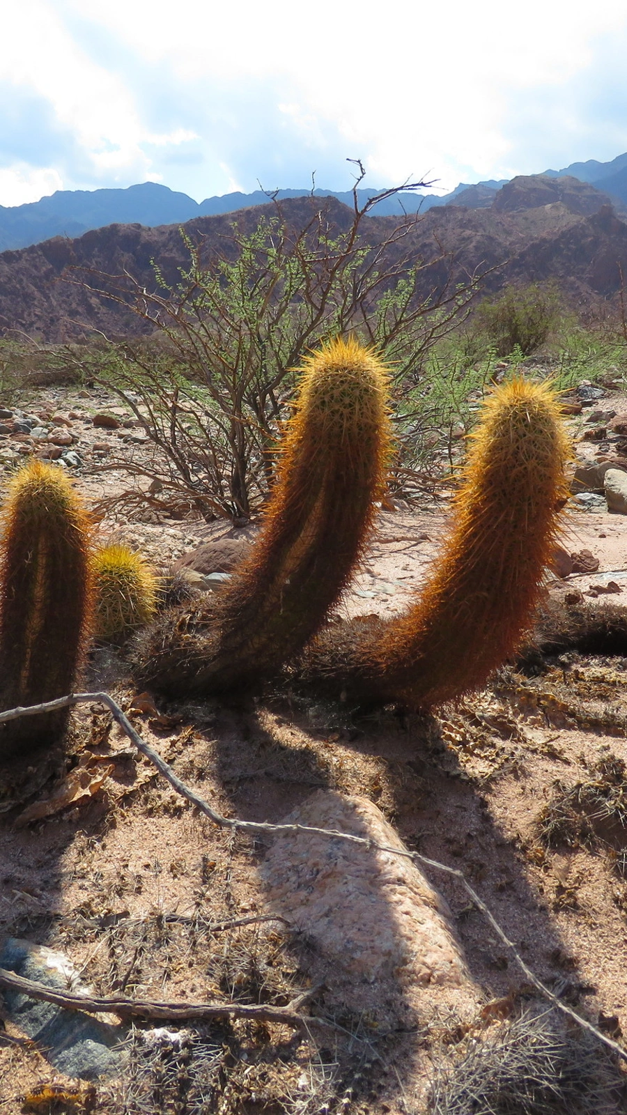Echinopsis angelesiae