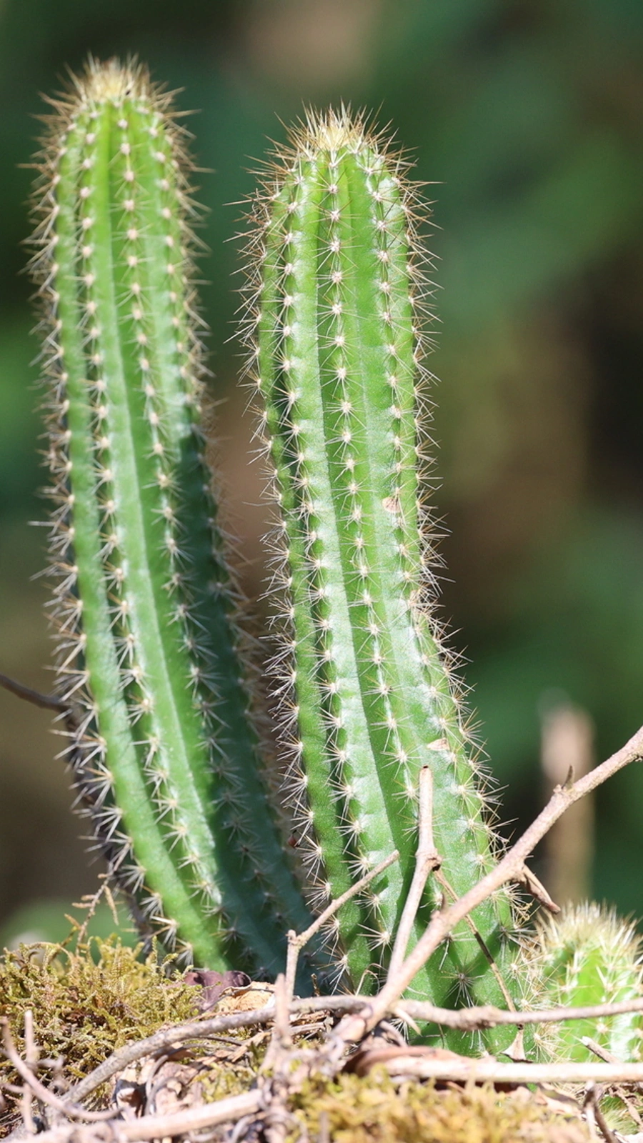 Echinopsis arboricola