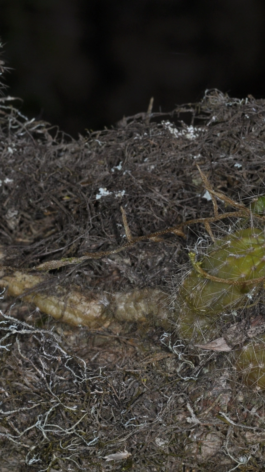 Echinopsis arboricola