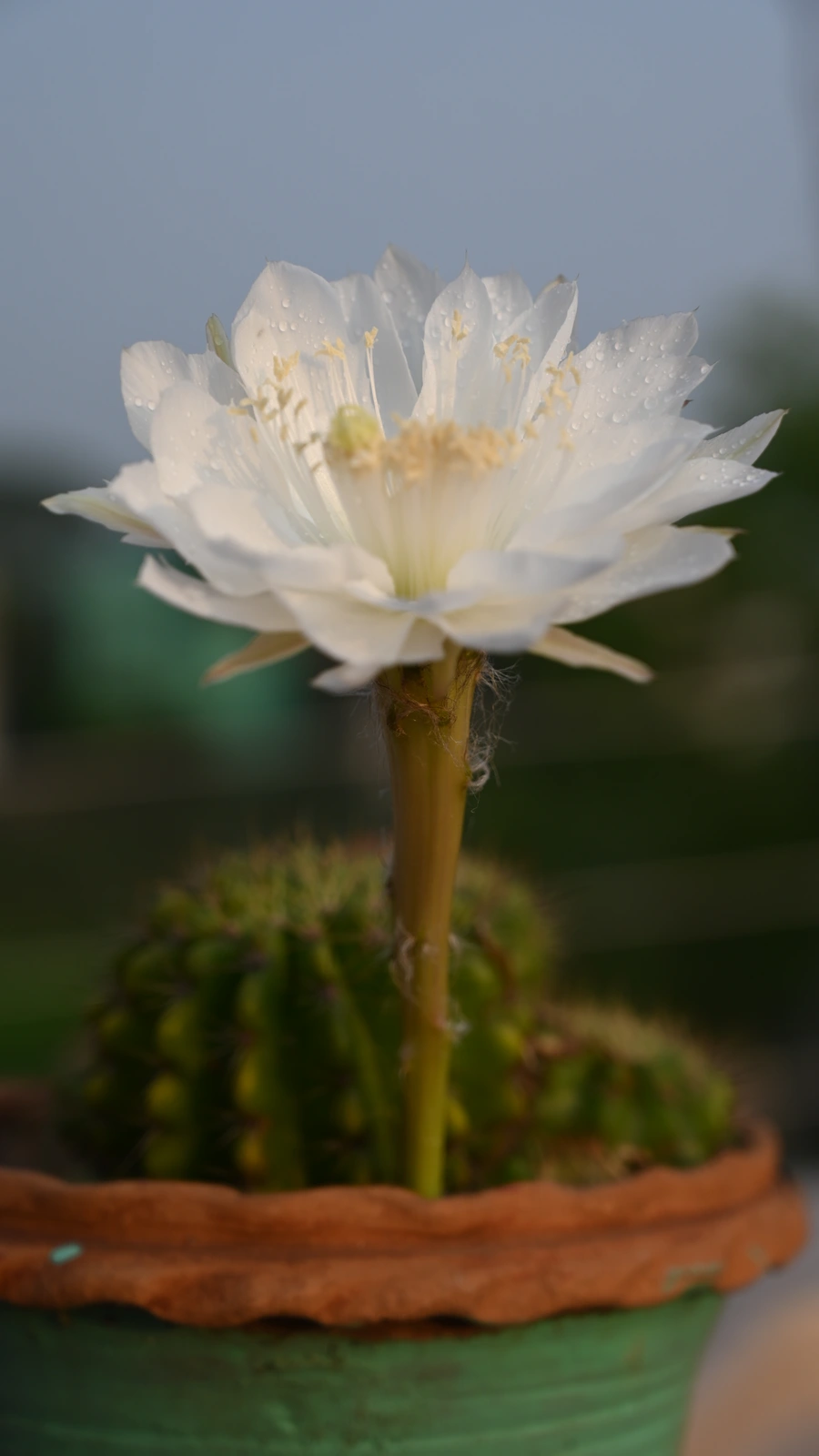 Echinopsis calochlora