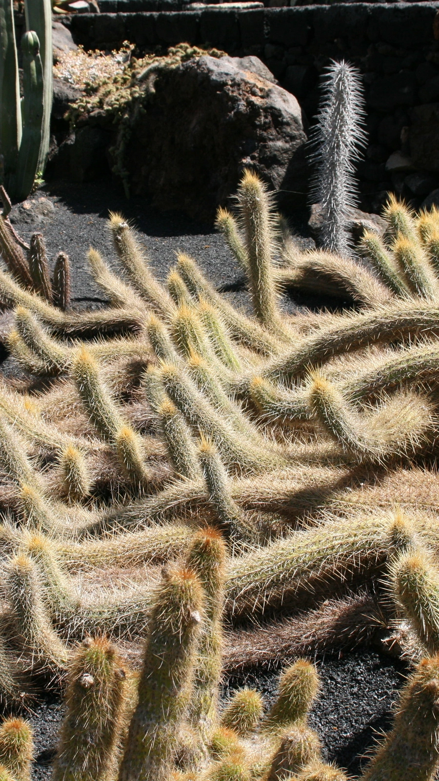 Echinopsis camarguensis