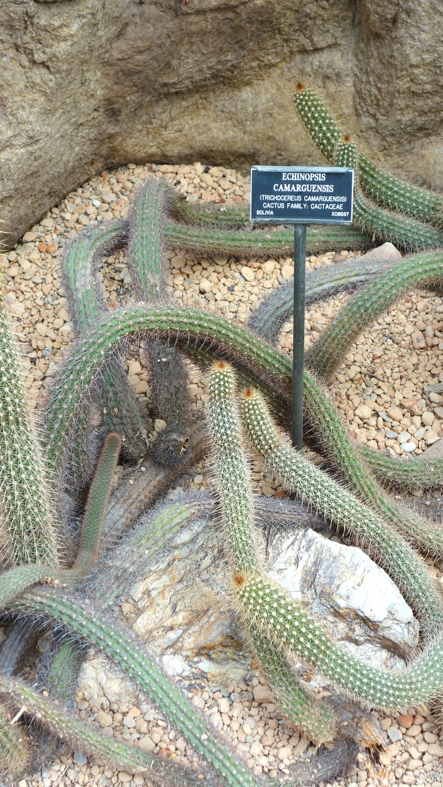 Echinopsis camarguensis