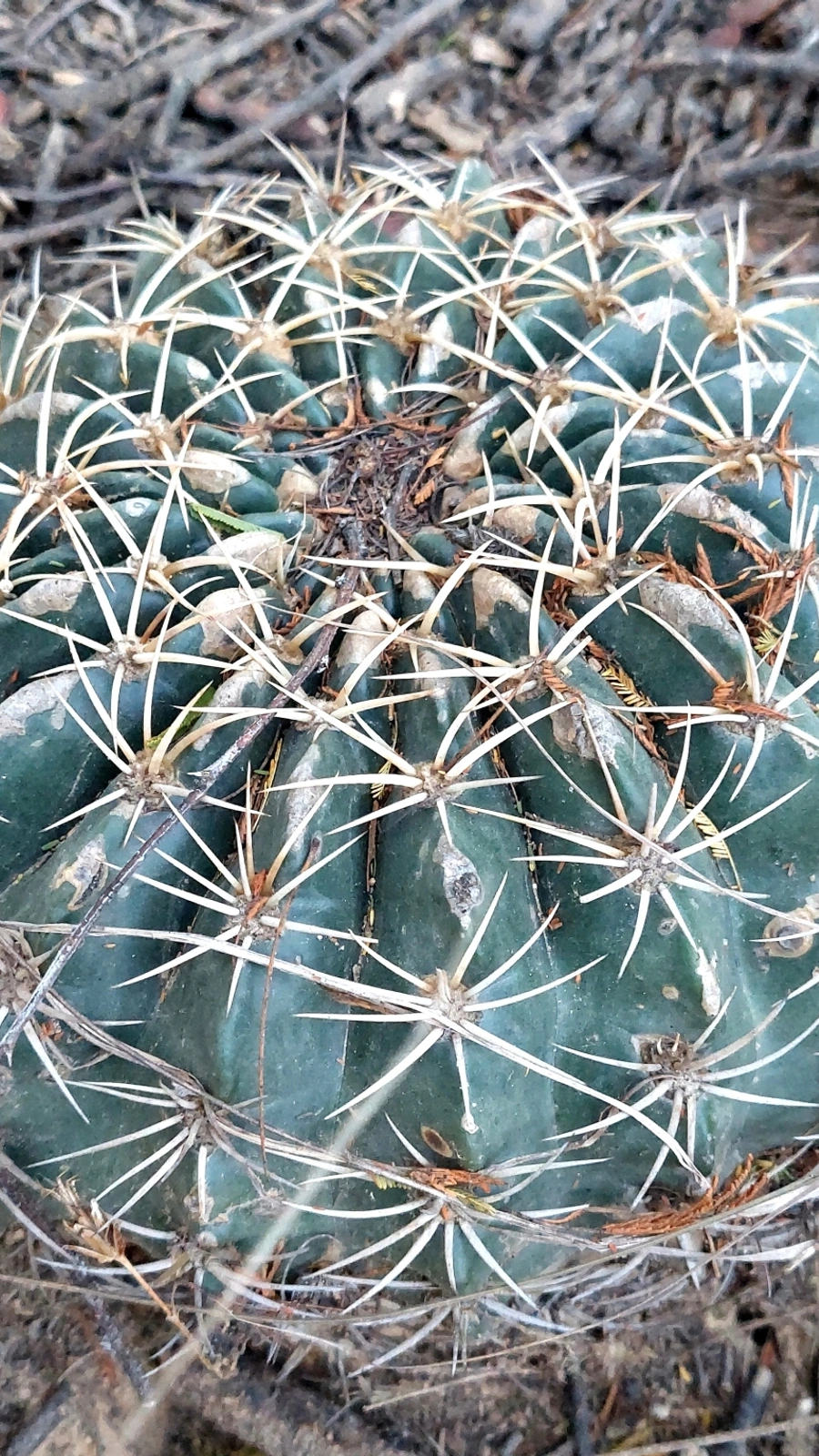 Echinopsis cardenasiana