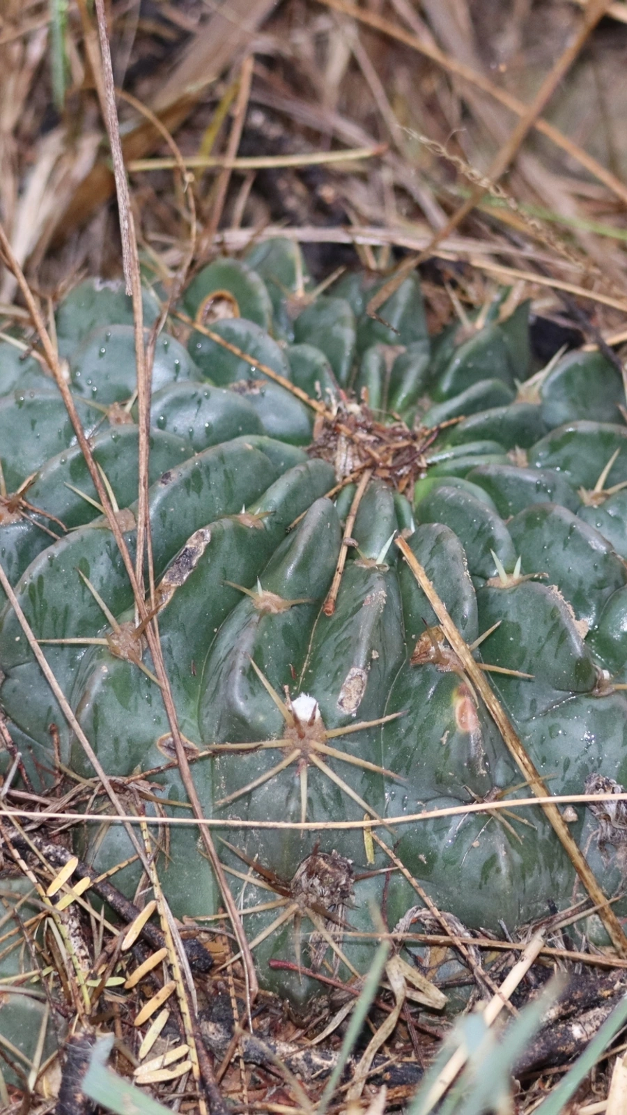 Echinopsis cardenasiana
