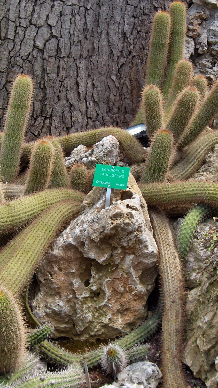 Echinopsis caulescens