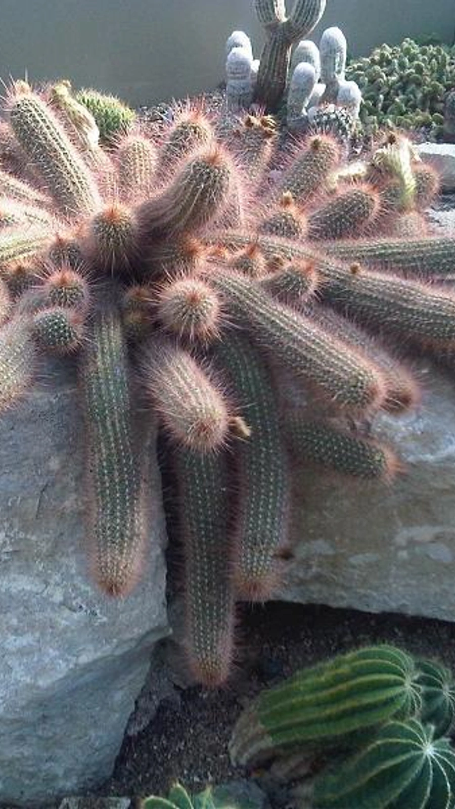 Echinopsis caulescens
