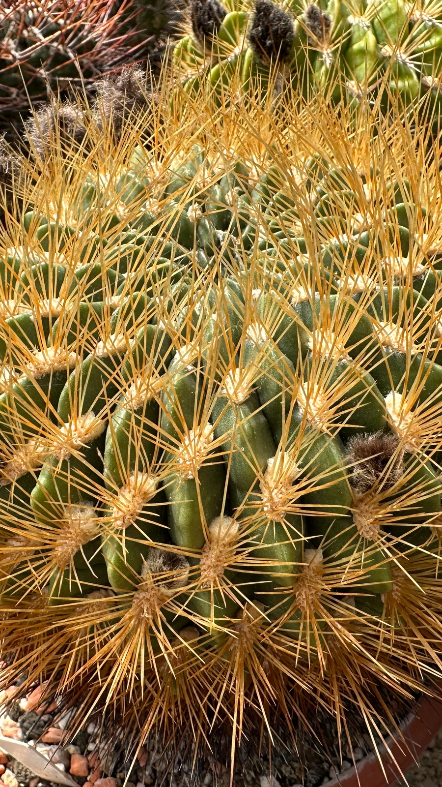 Echinopsis chrysochete