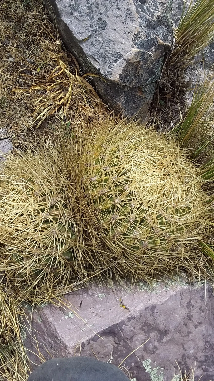 Echinopsis chrysochete