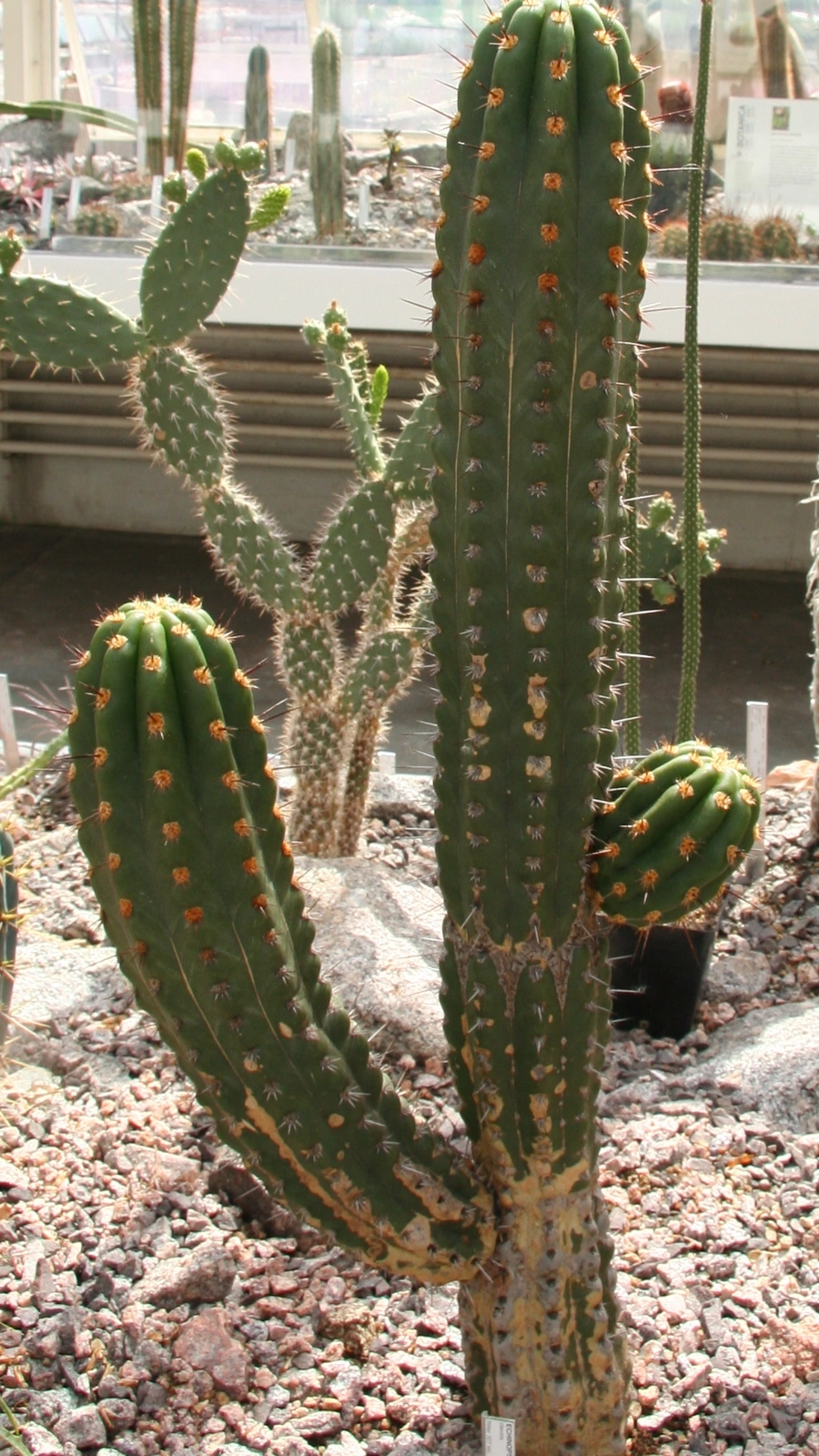 Echinopsis clavata
