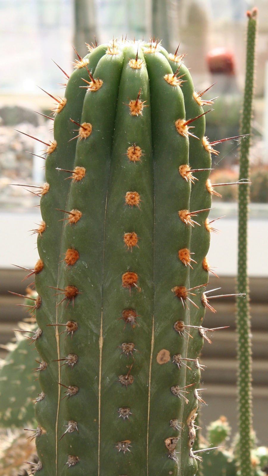 Echinopsis clavata