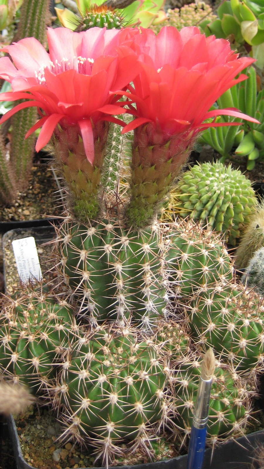 Echinopsis crassicaulis